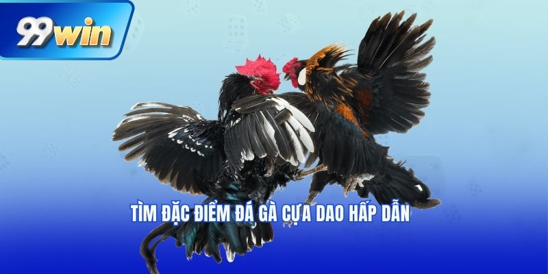 Tìm đặc điểm đá gà cựa dao hấp dẫn