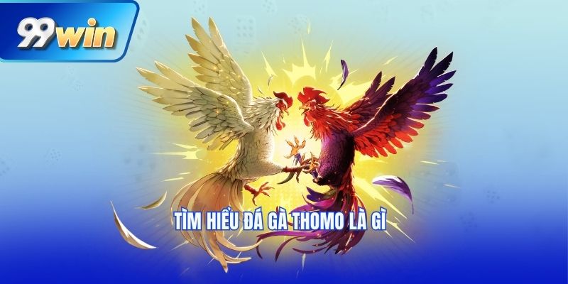 Tìm hiểu đá gà thomo là gì